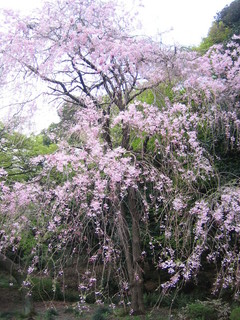 2007_04_03-04_japan,_tokyo,_shinjuku