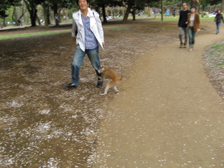 2007_04_08_park_o_hanami_samt_mat