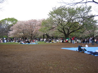 2007_04_08_park_o_hanami_samt_mat