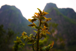 2010_05_06-10_Nong_Khiaw,_Laos