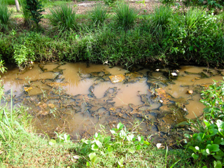 2010_06_10-12_Koh_Kong,_Kambodja