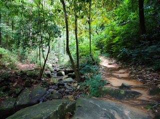 2010_06_26_Penang_National_Park,_Malaysia