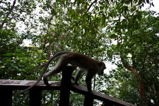 2010_06_26_Penang_National_Park,_Malaysia