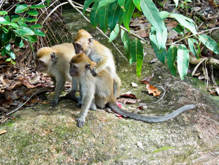 2010_06_26_Penang_National_Park,_Malaysia