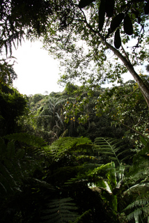2010_06_30-07_02_Tanah_Rata,_Cameron_Highlands,_Malaysia