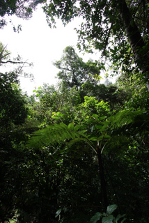2010_06_30-07_02_Tanah_Rata,_Cameron_Highlands,_Malaysia