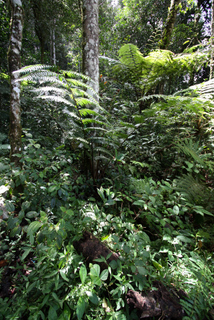 2010_06_30-07_02_Tanah_Rata,_Cameron_Highlands,_Malaysia