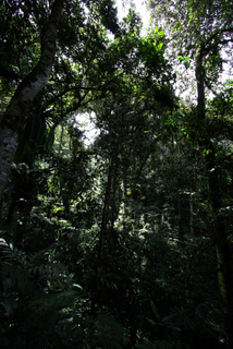 2010_06_30-07_02_Tanah_Rata,_Cameron_Highlands,_Malaysia