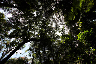 2010_06_30-07_02_Tanah_Rata,_Cameron_Highlands,_Malaysia