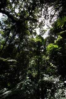 2010_06_30-07_02_Tanah_Rata,_Cameron_Highlands,_Malaysia