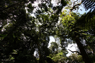 2010_06_30-07_02_Tanah_Rata,_Cameron_Highlands,_Malaysia