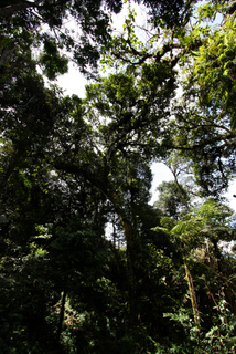 2010_06_30-07_02_Tanah_Rata,_Cameron_Highlands,_Malaysia