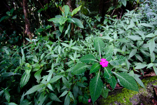 2010_06_30-07_02_Tanah_Rata,_Cameron_Highlands,_Malaysia