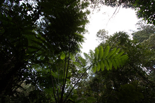 2010_06_30-07_02_Tanah_Rata,_Cameron_Highlands,_Malaysia