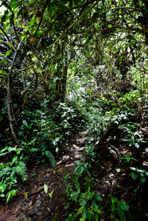 2010_06_30-07_02_Tanah_Rata,_Cameron_Highlands,_Malaysia
