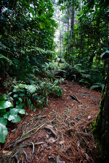 2010_06_30-07_02_Tanah_Rata,_Cameron_Highlands,_Malaysia