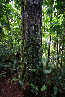 2010_06_30-07_02_Tanah_Rata,_Cameron_Highlands,_Malaysia