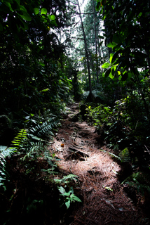 2010_06_30-07_02_Tanah_Rata,_Cameron_Highlands,_Malaysia