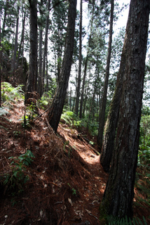 2010_06_30-07_02_Tanah_Rata,_Cameron_Highlands,_Malaysia