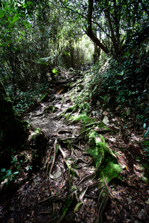 2010_06_30-07_02_Tanah_Rata,_Cameron_Highlands,_Malaysia