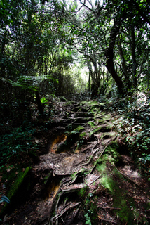 2010_06_30-07_02_Tanah_Rata,_Cameron_Highlands,_Malaysia