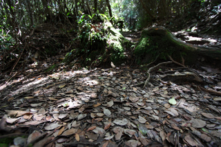 2010_06_30-07_02_Tanah_Rata,_Cameron_Highlands,_Malaysia