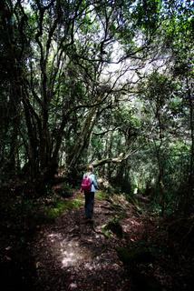 2010_06_30-07_02_Tanah_Rata,_Cameron_Highlands,_Malaysia