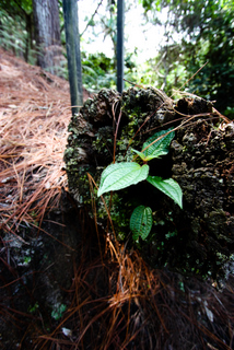 2010_06_30-07_02_Tanah_Rata,_Cameron_Highlands,_Malaysia