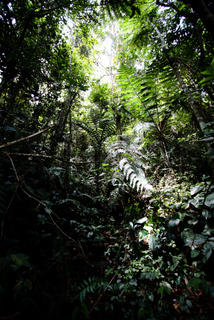2010_06_30-07_02_Tanah_Rata,_Cameron_Highlands,_Malaysia