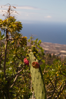 2012_04_04_El_Teide_National_Park,_Tenerife
