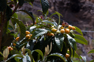 2012_04_04_El_Teide_National_Park,_Tenerife