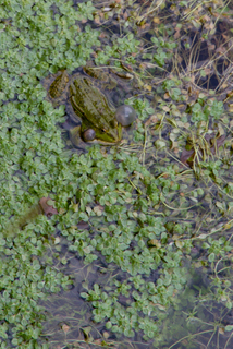 2012_06_23-24_Bayeux_och_Omaha_Beach,_Normandie,_Frankrike