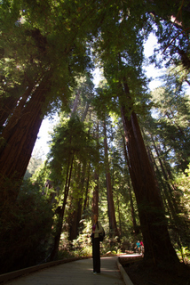 2012_10_02_Muir_Woods_aka_Endor-skogen