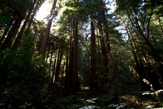 2012_10_02_Muir_Woods_aka_Endor-skogen