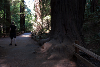 2012_10_02_Muir_Woods_aka_Endor-skogen