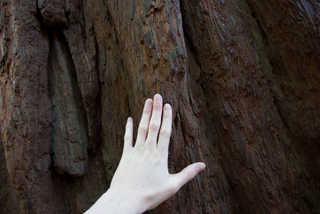 2012_10_02_Muir_Woods_aka_Endor-skogen