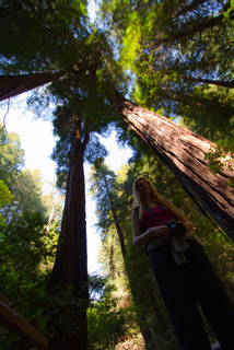 2012_10_02_Muir_Woods_aka_Endor-skogen