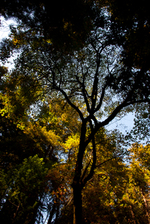 2012_10_02_Muir_Woods_aka_Endor-skogen