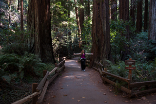 2012_10_02_Muir_Woods_aka_Endor-skogen