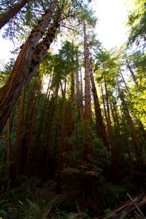 2012_10_02_Muir_Woods_aka_Endor-skogen