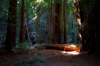 2012_10_02_Muir_Woods_aka_Endor-skogen