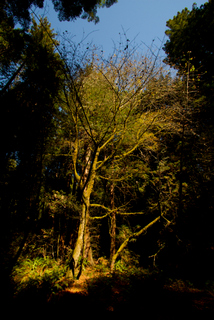 2012_10_02_Muir_Woods_aka_Endor-skogen