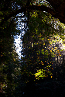 2012_10_02_Muir_Woods_aka_Endor-skogen