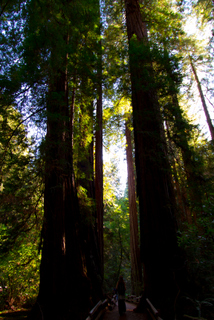 2012_10_02_Muir_Woods_aka_Endor-skogen