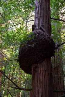 2012_10_02_Muir_Woods_aka_Endor-skogen