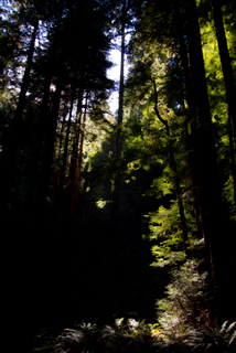 2012_10_02_Muir_Woods_aka_Endor-skogen