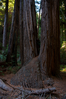 2012_10_02_Muir_Woods_aka_Endor-skogen