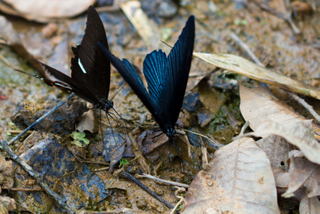 2013_02_13-18_Luang_Namtha,_Laos