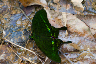 2013_02_13-18_Luang_Namtha,_Laos