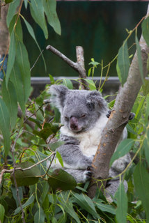 2013_10_31_Taipei_Zoo